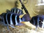 Kweekgroep frontosa blue Zaïre moba, Dieren en Toebehoren, Vissen | Aquariumvissen, Vis