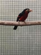 Baardvogels  baardvogel, Mannelijk