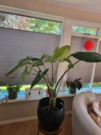 Monstera grote plant, Huis en Inrichting, Kamerplanten, Ophalen, Overige soorten, 100 tot 150 cm