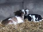Zwartbonte geit, Dieren en Toebehoren, Schapen, Geiten en Varkens, Vrouwelijk, Geit