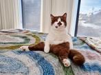 Cinnamon  poesje, Dieren en Toebehoren, Katten en Kittens | Raskatten | Korthaar, Poes, Gechipt, 3 tot 5 jaar