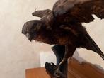Roofvogel uit Congo (opgezet), Ophalen, Zo goed als nieuw, Vogel, Opgezet dier
