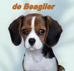 Cavalier King Charles Spaniel . . . . . . . .  . ."Outcross", Dieren en Toebehoren, Honden | Retrievers, Spaniëls en Waterhonden