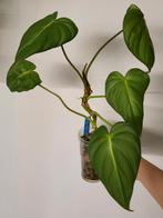 Philodendron McDowell, Huis en Inrichting, Kamerplanten, Ophalen of Verzenden, Overige soorten, Minder dan 100 cm