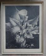 Litho Calla plant Jan Voerman jr, Ophalen of Verzenden