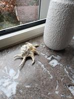 Lambis schelp, Verzamelen, Ophalen of Verzenden, Schelp(en)