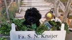 Toy poedel pups., Dieren en Toebehoren, Honden | Chihuahua's en Gezelschapshonden, Poedel, CDV (hondenziekte), 8 tot 15 weken