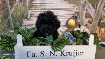 Toy poedel pups. beschikbaar voor biedingen