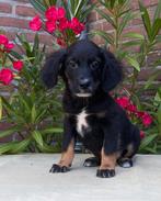 Prachtige GOLDEN RETRIEVER x FRIESE STABIJ pups, Dieren en Toebehoren, Honden | Niet-rashonden, Nederland, CDV (hondenziekte)
