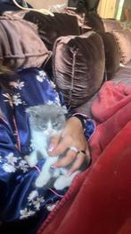 Kitten, Ophalen of Verzenden