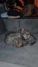 2 kittens perzisch/scottish fold, 0 tot 2 jaar, Kater, Ontwormd