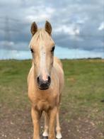 2,5 jarige D pony te koop!, Dieren en Toebehoren, Pony's, Ruin, 3 tot 6 jaar, Onbeleerd, Recreatiepony