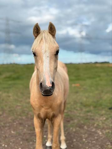 2,5 jarige D pony te koop! beschikbaar voor biedingen