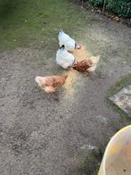 4xkip, Dieren en Toebehoren, Pluimvee, Vrouwelijk, Kip