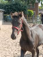 Fries merrie veulen (stamboek), Dieren en Toebehoren, Merrie, Minder dan 160 cm, Niet van toepassing, 0 tot 2 jaar