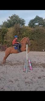 Gezocht 10-20 cuub zand voor paddocks, Ophalen of Verzenden, Ophoogzand