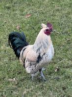 Hanen zoeken een nieuw thuis, Dieren en Toebehoren, Pluimvee, Mannelijk, Kip
