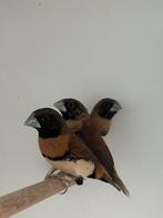 Bruinborst rietvink - Lonchura castaneothorax, Dieren en Toebehoren, Meerdere dieren, Tropenvogel, Geringd