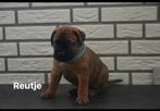 Bullmastiff puppy’s met stamboom, Parvo, Nederland, Overige rassen, 8 tot 15 weken