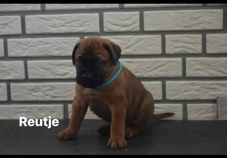 Bullmastiff puppy’s met stamboom, Dieren en Toebehoren, Honden | Bulldogs, Pinschers en Molossers, Meerdere dieren, Overige rassen