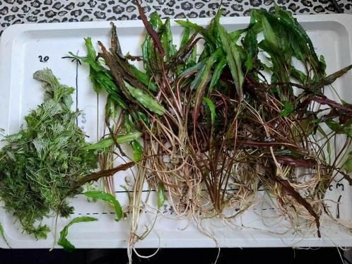 Ruilen 20 cryptocoryne plantjes en een bosje cabomba, Dieren en Toebehoren, Vissen | Aquaria en Toebehoren, Nieuw, Plant(en), Steen of Hout