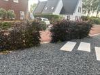 Rode beukenhaag, Tuin en Terras, Planten | Struiken en Hagen, Ophalen, Beukenhaag, 100 tot 250 cm