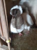 Te koop 2 Engelse nonduifduivinnen, Dieren en Toebehoren, Meerdere dieren, Overige soorten