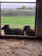 skudde hamel, Geslacht onbekend, Schaap