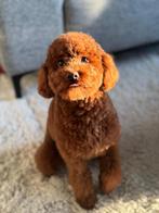 Toypoedel, Poedel, 15 weken tot 1 jaar, Teef, Parvo