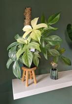 Philodendron Florida Ghost, Ophalen, Overige soorten, Minder dan 100 cm