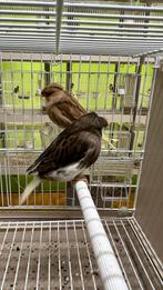 Gloster Kanaries, Dieren en Toebehoren, Meerdere dieren, Kleurkanarie