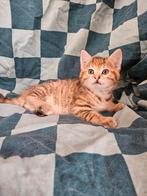 1 schattig poesje. Halfras Brits, Poes, Kortharig, 0 tot 2 jaar