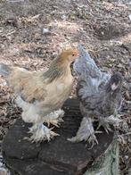 Brahma hennen, Dieren en Toebehoren, Pluimvee, Vrouwelijk, Kip