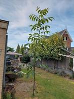 Walnotenboom, Tuin en Terras, Planten | Bomen, Ophalen, Overige soorten