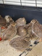 Chinese  dwerg kwartels, Meerdere dieren