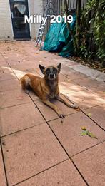 Mechelse Herders ., Dieren en Toebehoren, Honden | Herdershonden en Veedrijvers, Parvo, Meerdere, Meerdere dieren, 3 tot 5 jaar