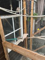 2 tortelduiven, Dieren en Toebehoren, Vogels | Hokken en Kooien, Ophalen of Verzenden, Zo goed als nieuw, Hout, Vogelkooi