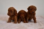 Super mooi rood Toy/Dwergpoedel pups uit geteste ouders, Dieren en Toebehoren, Honden | Chihuahua's en Gezelschapshonden, Poedel