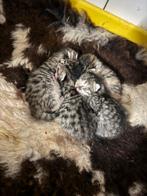 Boederij kittens te koop, Meerdere dieren, 0 tot 2 jaar