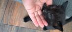 Laatste 1 kitten poes zoekt een warm huis