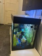 Aquarium/vissen, Dieren en Toebehoren, Vissen | Aquaria en Toebehoren, Ophalen, Gebruikt, Gevuld zoetwateraquarium