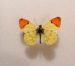 Geel oranjetipje - Anthocharis euphenoides, Ophalen of Verzenden, Opgezet dier