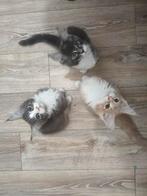 Maine Coon katertjes, Dieren en Toebehoren, Katten en Kittens | Raskatten | Langhaar, Kater, Gechipt, 0 tot 2 jaar