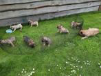 Prachtige franse bulldog pups, Particulier, Meerdere, Bulldog, 8 tot 15 weken