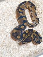 Koningspython python regius, Dieren en Toebehoren, Reptielen en Amfibieën, Slang, 0 tot 2 jaar