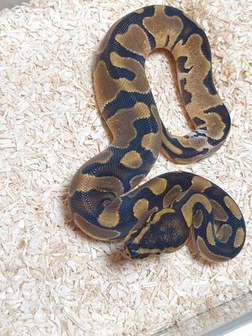 Koningspython python regius  beschikbaar voor biedingen