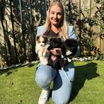 Dieren verzorging en uitlaten dagopvang en vakantie adres, Dieren en Toebehoren, Ophalen, Nieuw