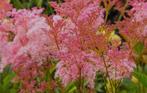 Moeras spirea roze, Zomer, Vaste plant, Overige soorten, Ophalen