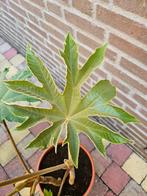 Tetrapanax papyrifera `Rex’ - Rijstpapierplant Multi stam, Ophalen, Zomer, Overige soorten, Volle zon