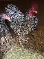 Koppel langshan krielen gestreept, Dieren en Toebehoren, Pluimvee, Meerdere dieren, Kip